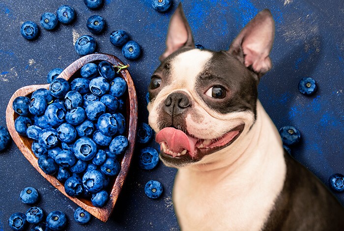Blueberries For Dogs