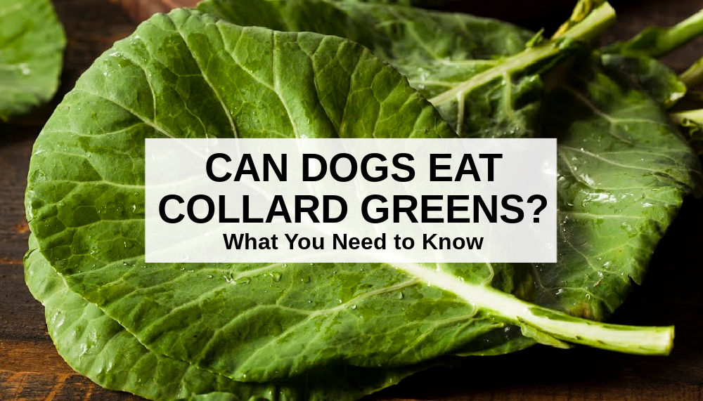 Collard Greens For Dogs
