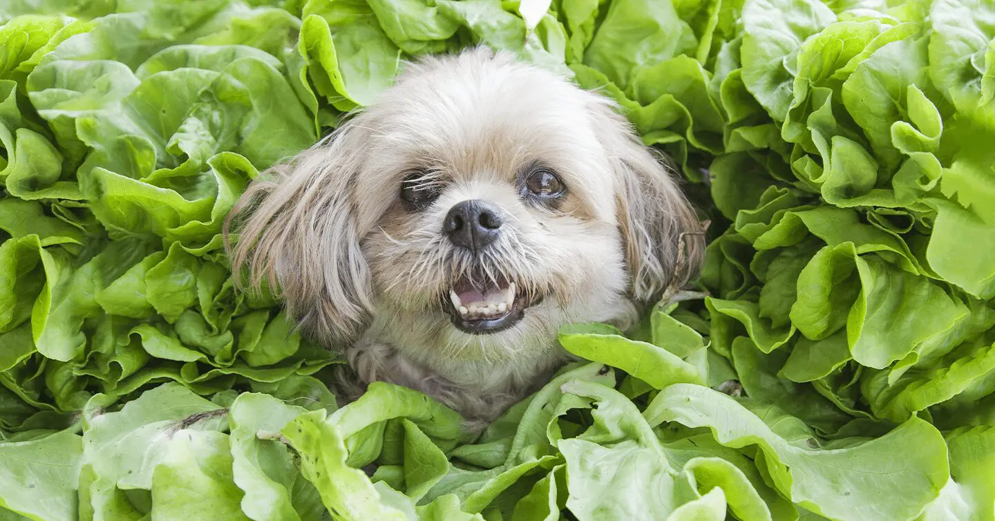 Spinach For Dogs