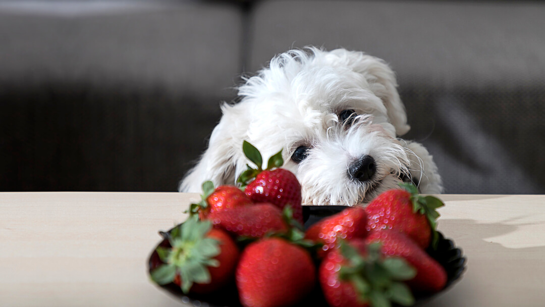 Strawberries For Dogs