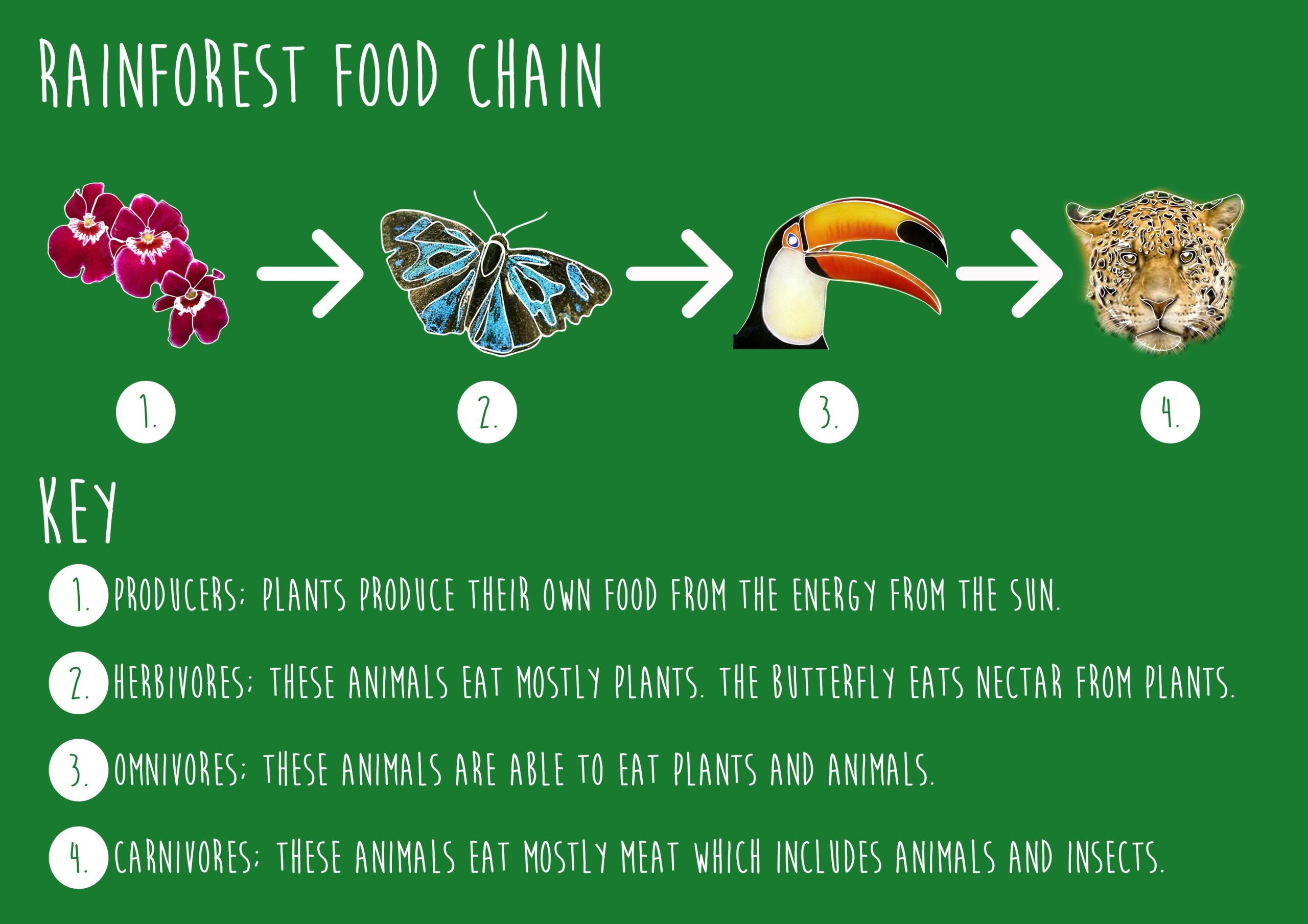 Rainforest food chain