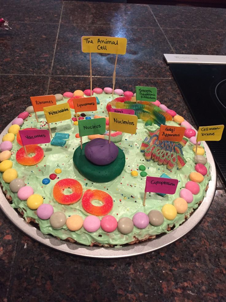 Animal Cell Food Project