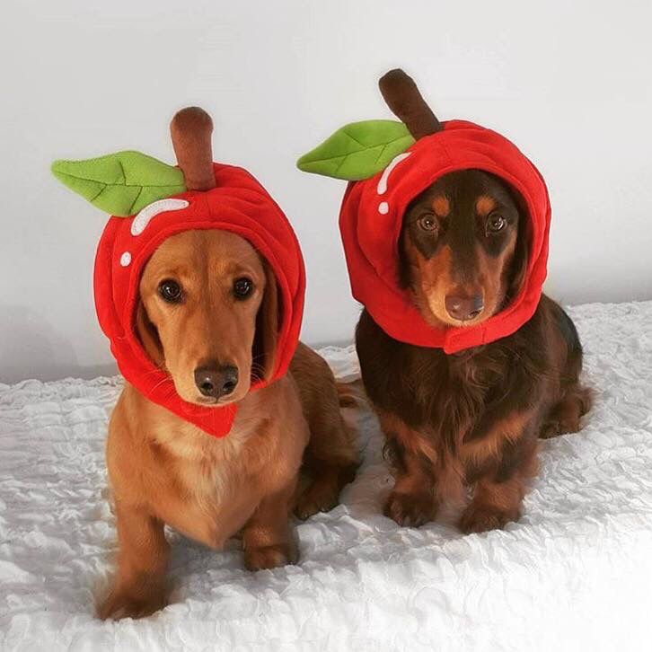 Apple Costume for Dogs