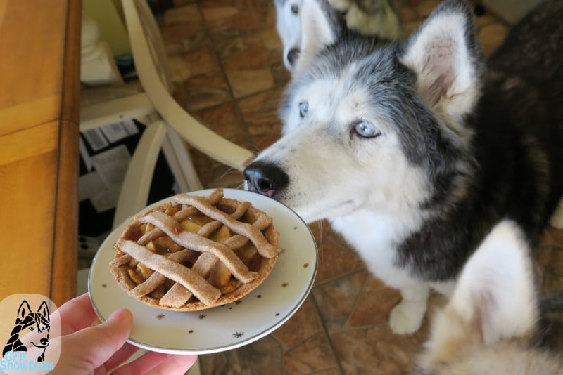 Apple Pie for Dogs