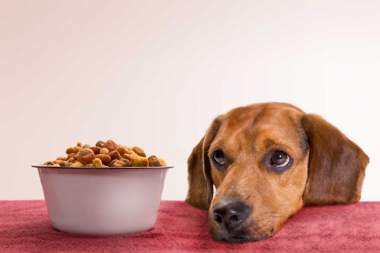 Best Canned Dog Food for Sensitive Stomach And Diarrhea: Top Picks