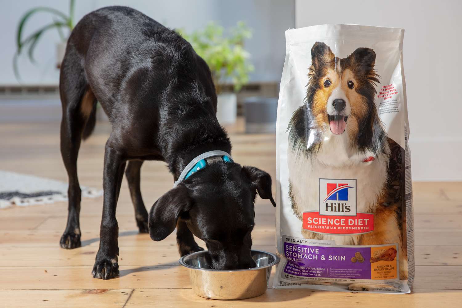 Best Dog Food for Sensitive Stomach Vomiting And Diarrhea: Top Picks!