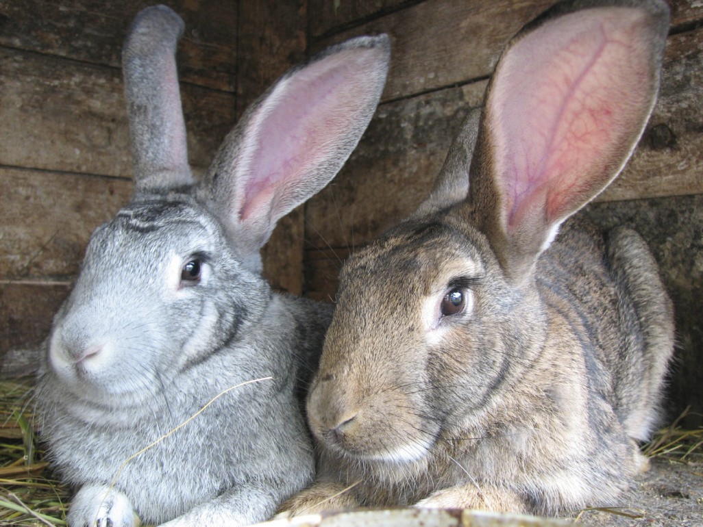 Breed Rabbits for Food