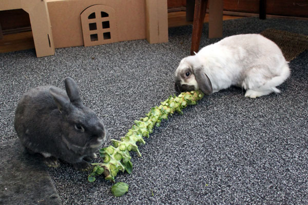 Brussels Sprouts For Rabbit