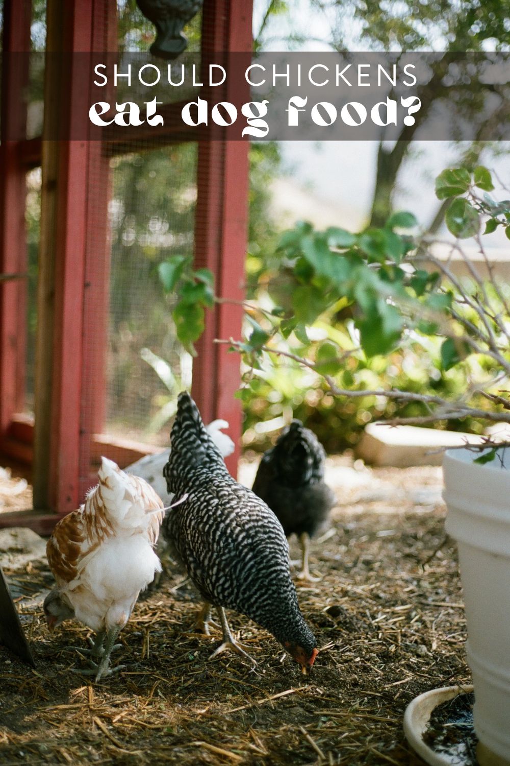 Can Chickens Eat Dry Dog Food