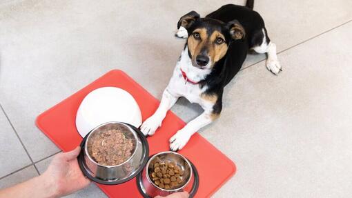 Can Humans Eat Wet Dog Food