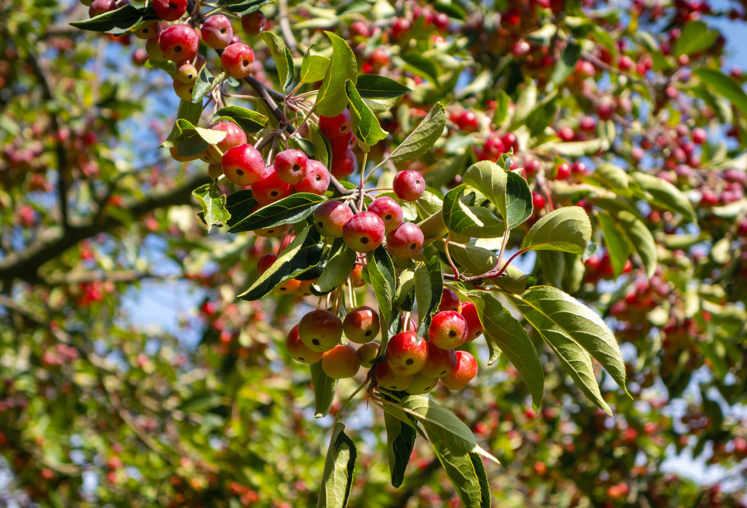 Crab Apples for Dogs