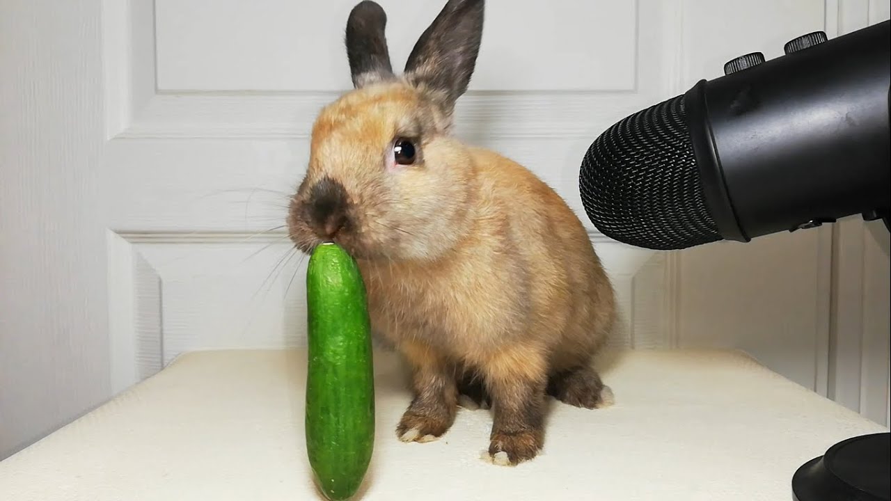 Cucumber For Rabbit