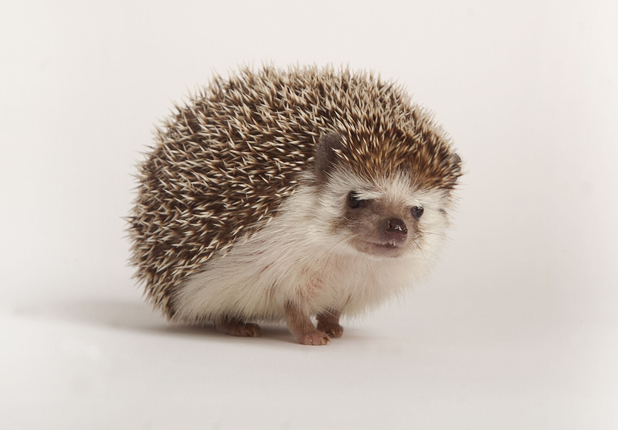 Discover the Best Food for Hedgehog Care: A Comprehensive Buying Guide