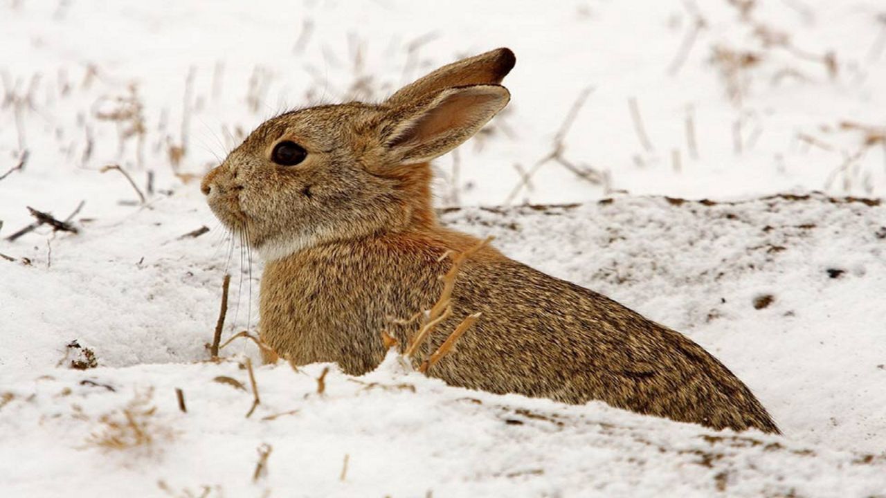 Do Rabbits Store Food for the Winter