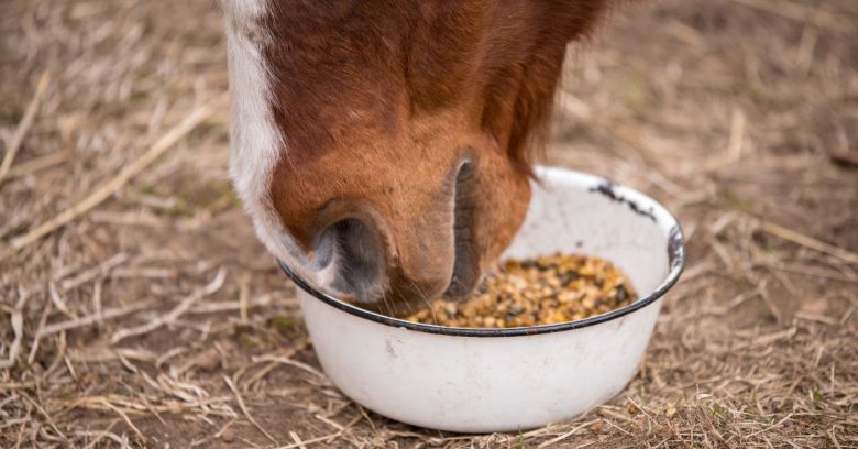 Food for Farm Animals