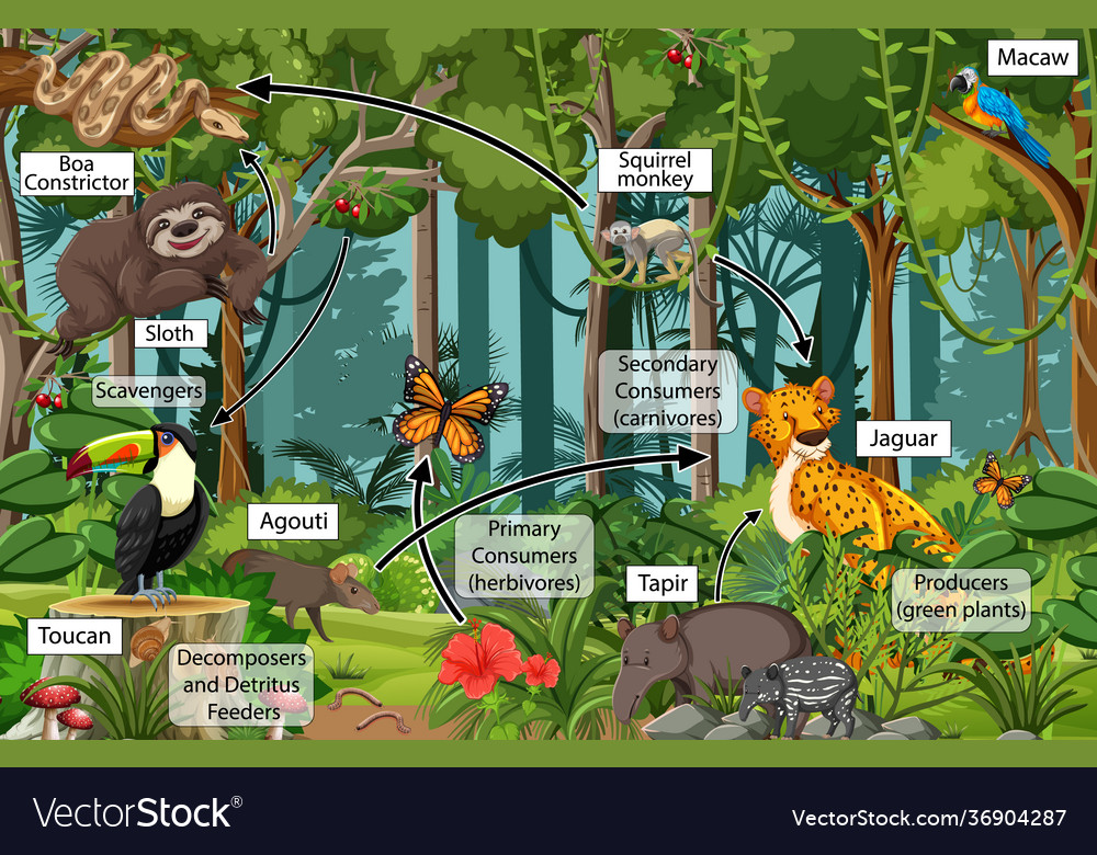 Food Web Rainforest Animals