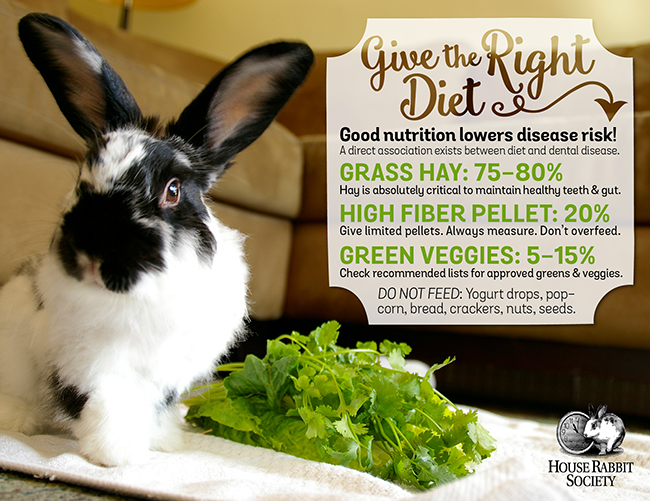 High Fiber Foods for Rabbits