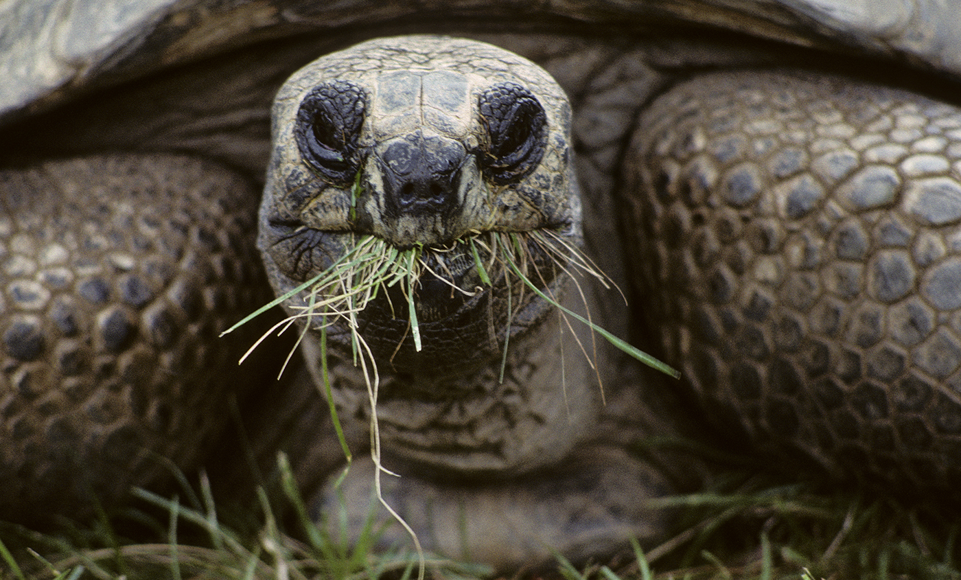 How Do Animals Use Energy from Food