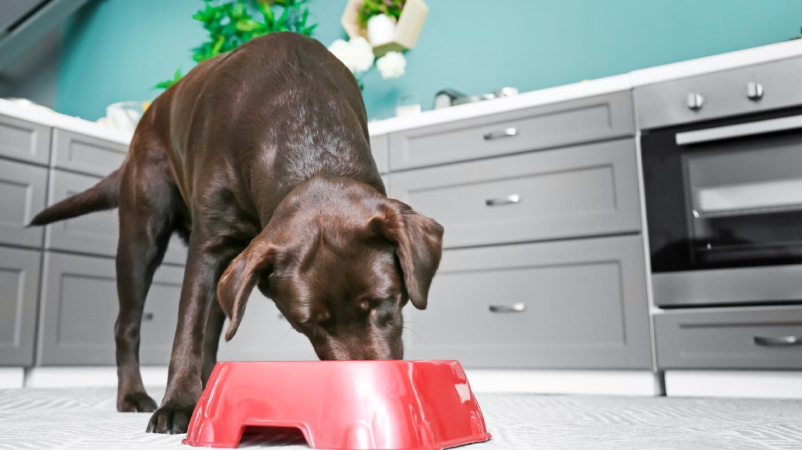 Percentage of Dog Food Consumed by Humans