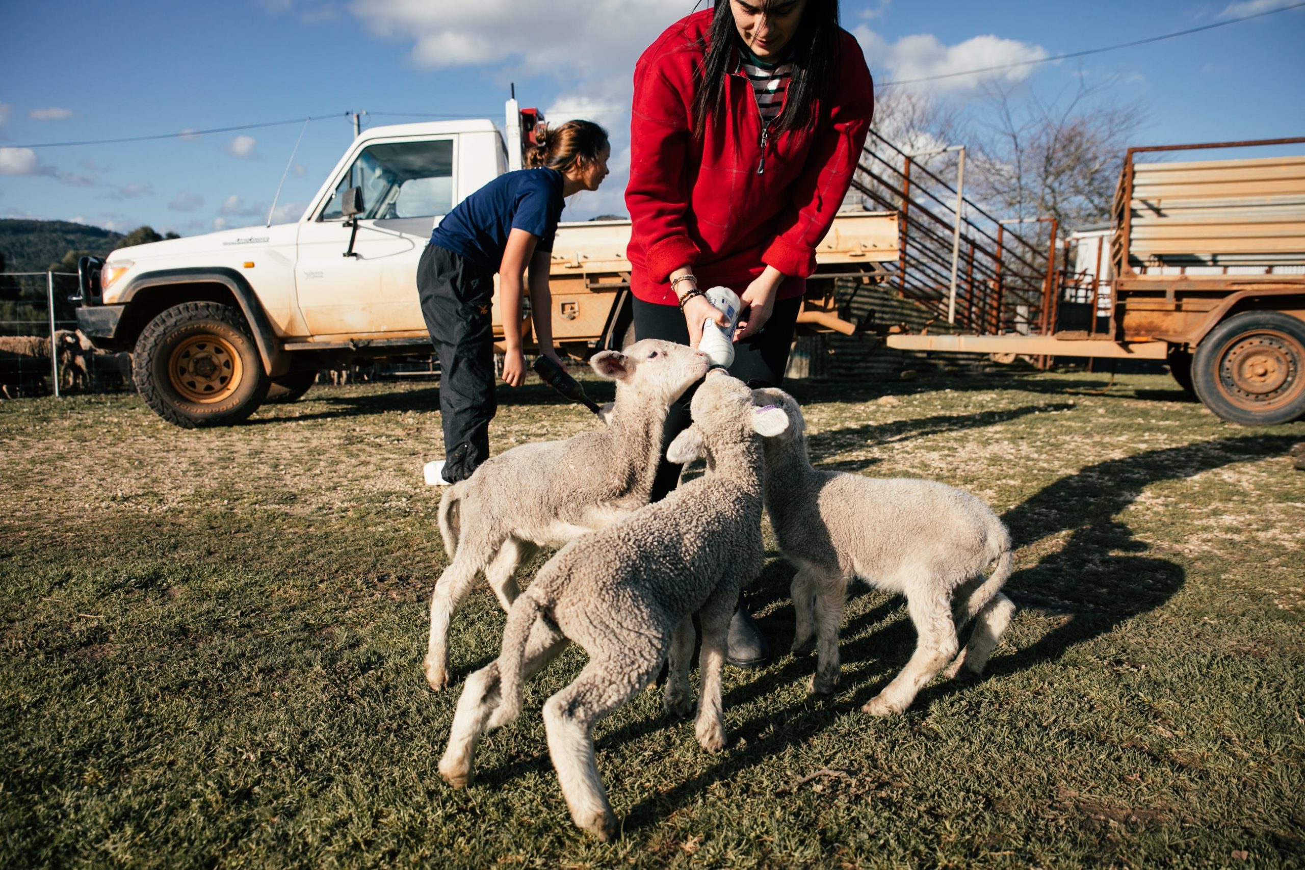 food for farm animals