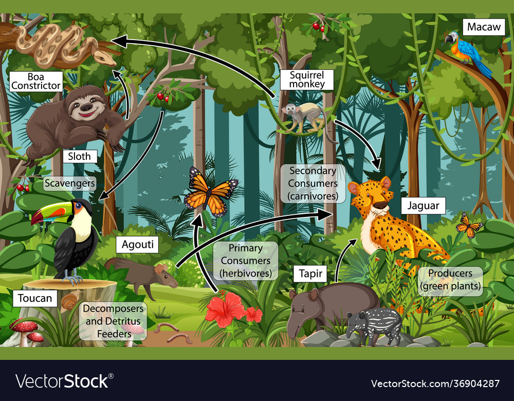 Rainforest Animals Food Chain