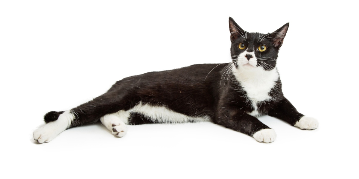 Different Types Of Black And White Cat Coat Patterns