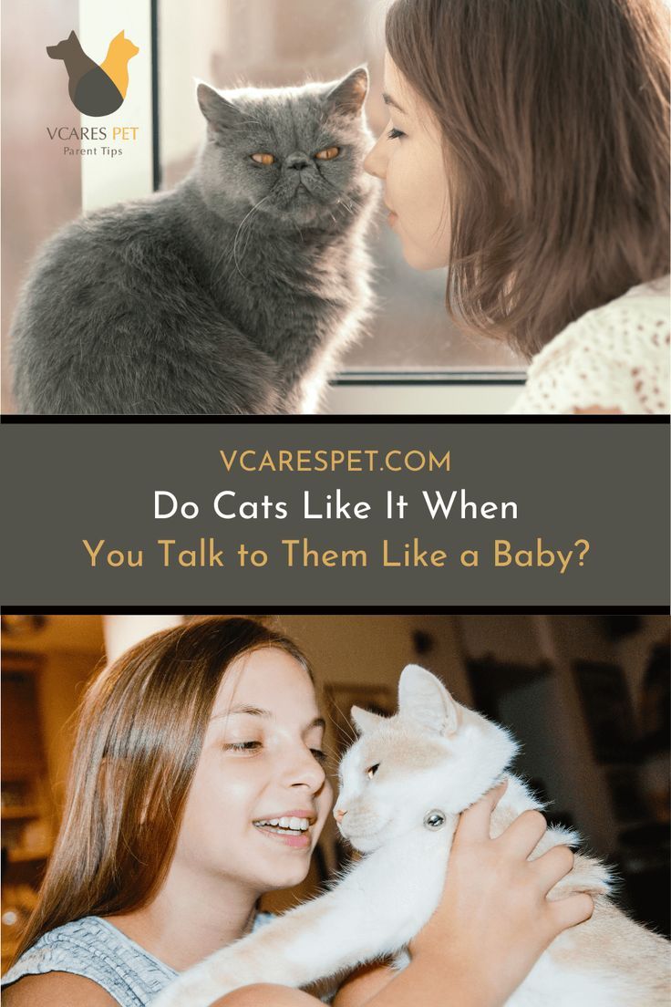 Do Cats Like It When You Talk To Them