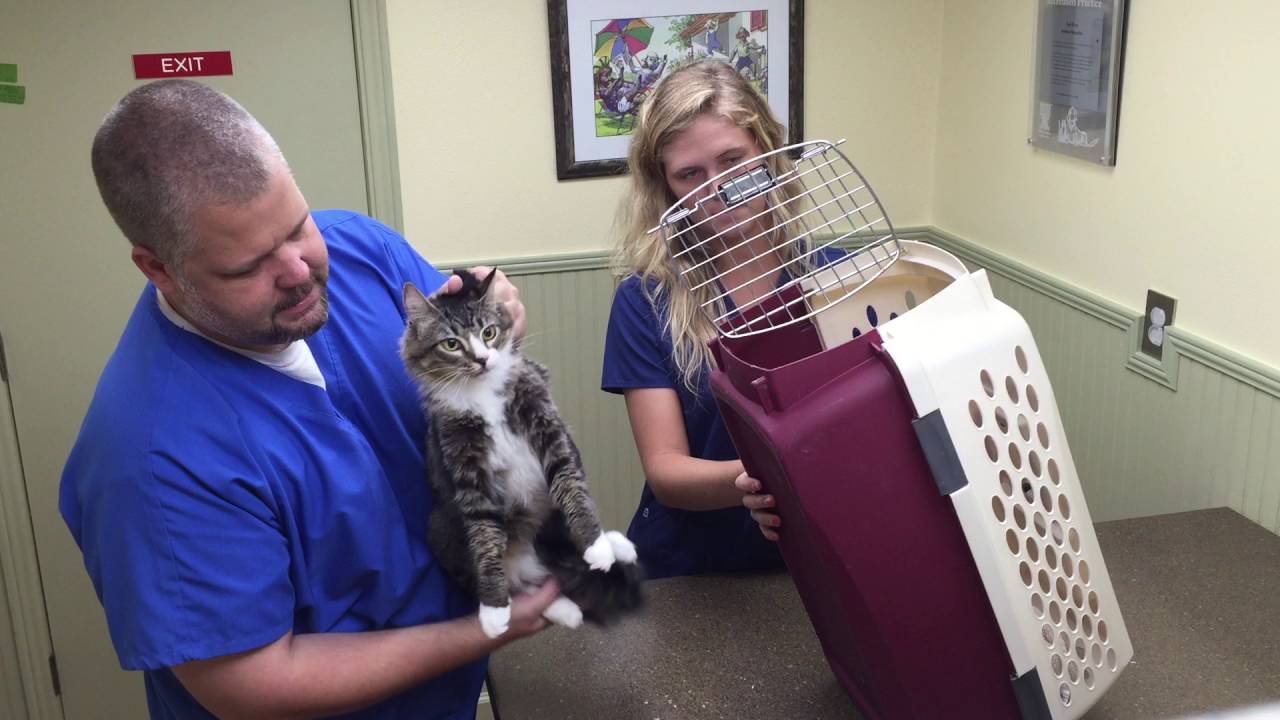 How To Get A Cat Into A Carrier