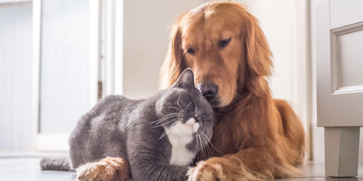 How To Get A Dog And Cat To Bond