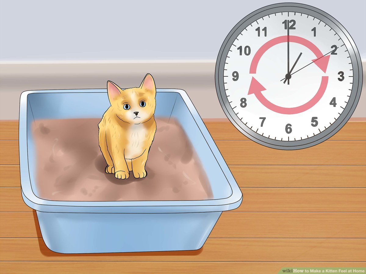 How To Make A New Cat Feel At Home