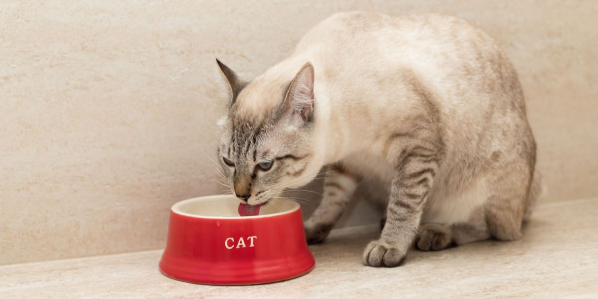 cat supplement powder