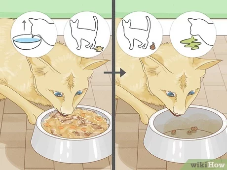 How To Tell If Your Cat Wants Another Cat