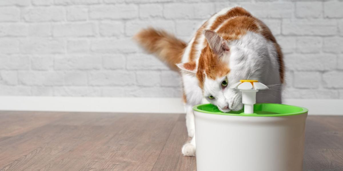 How To Train A Cat To Use A Water Fountain