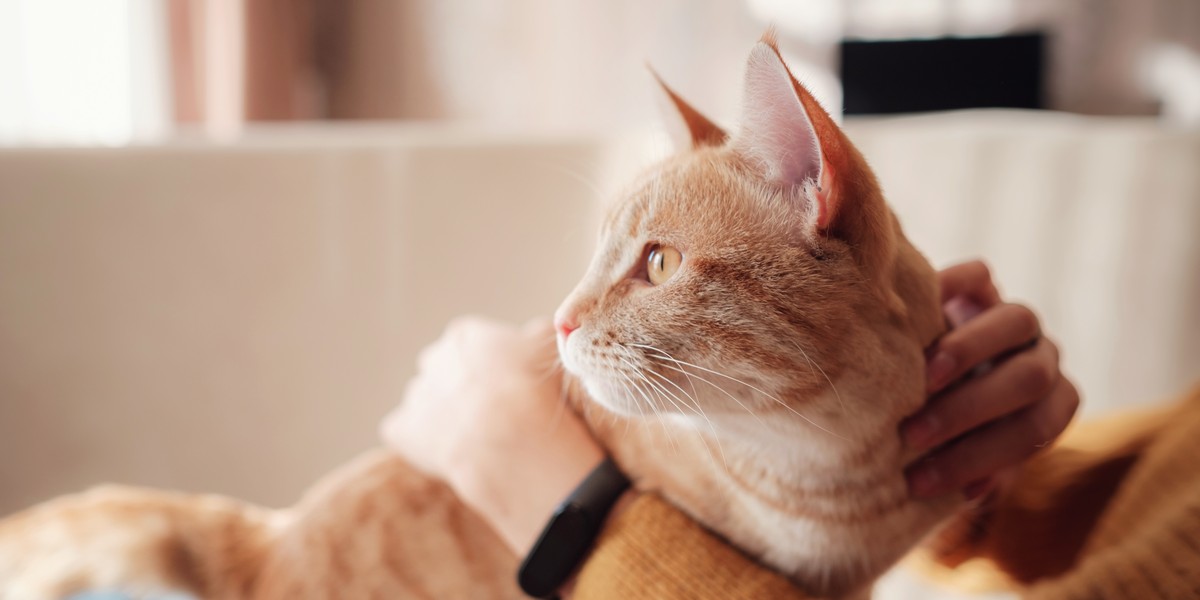 Science Confirms That People Who Own Cats Are Healthier