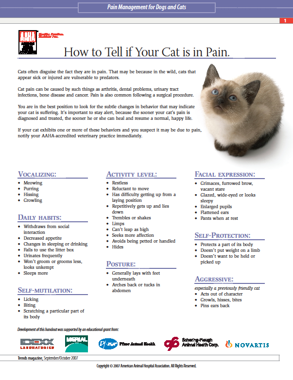 Ways To Tell If Your Cat Is In Pain