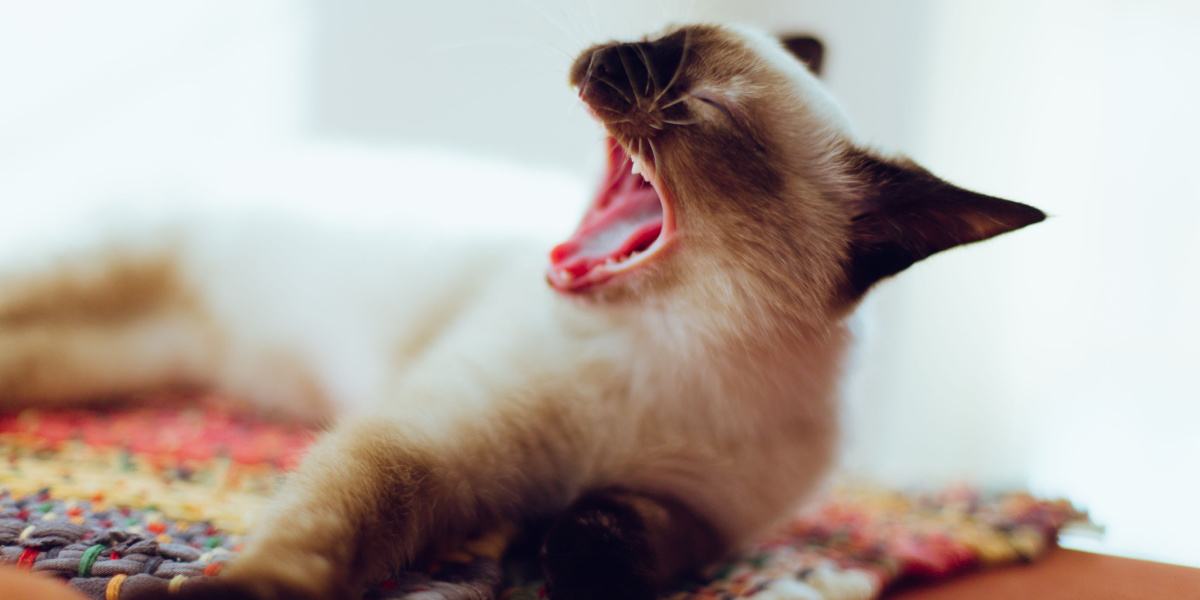 What Does It Mean When A Cat Is Screaming