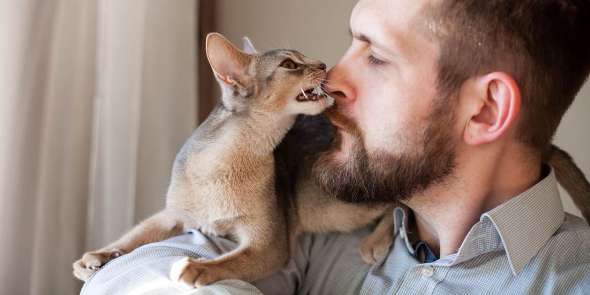 Why Do Cats Like Beards As Much As They Do