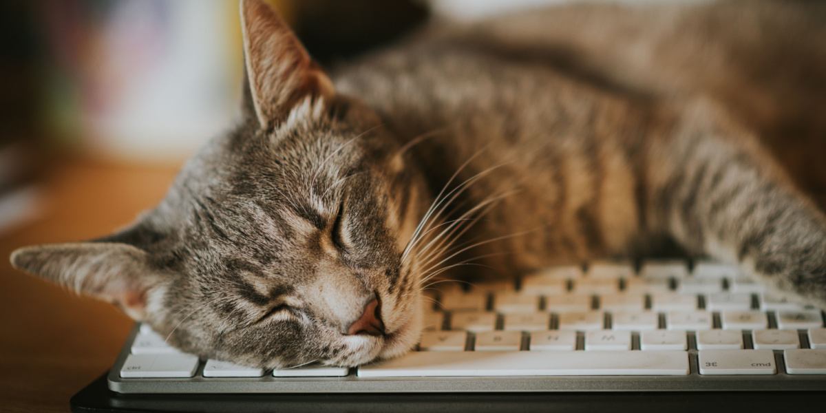 Why Do Cats Like To Walk Sit On Keyboards