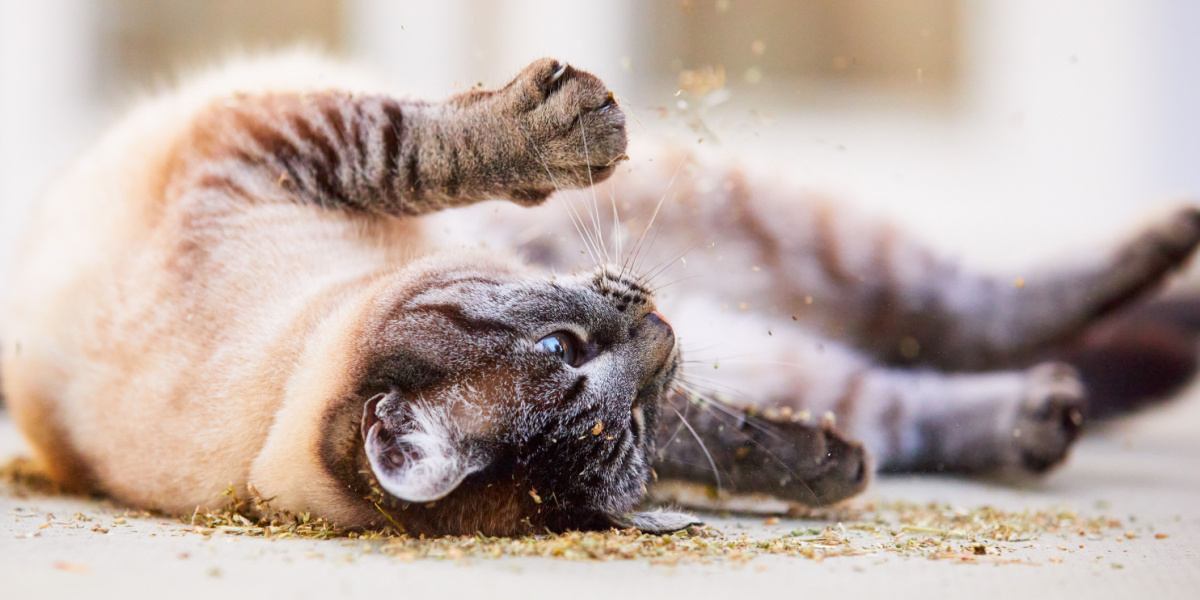 Why Do Cats Love To Roll Around In Catnip