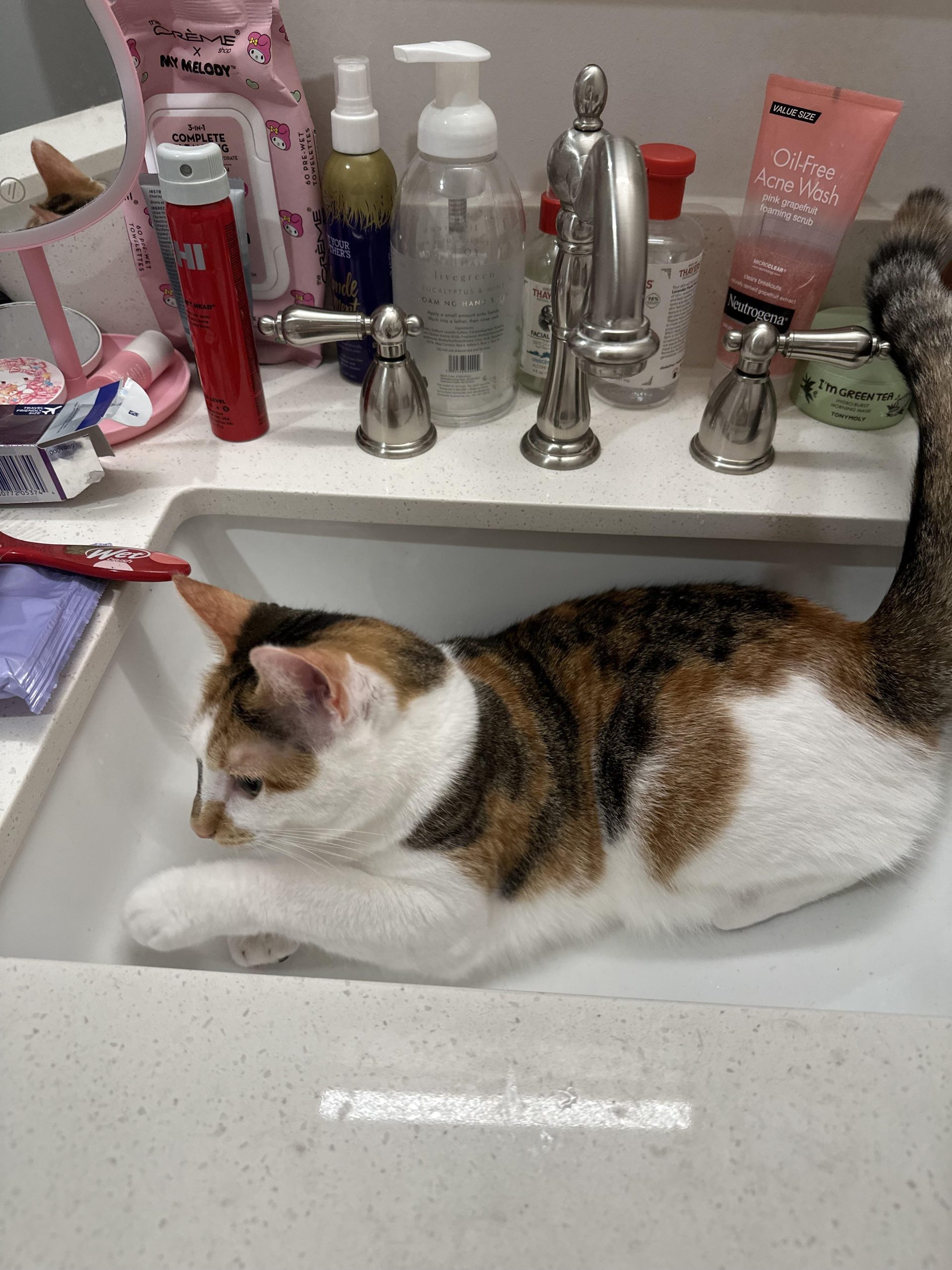 Why Is My Cat Obsessed With The Sink