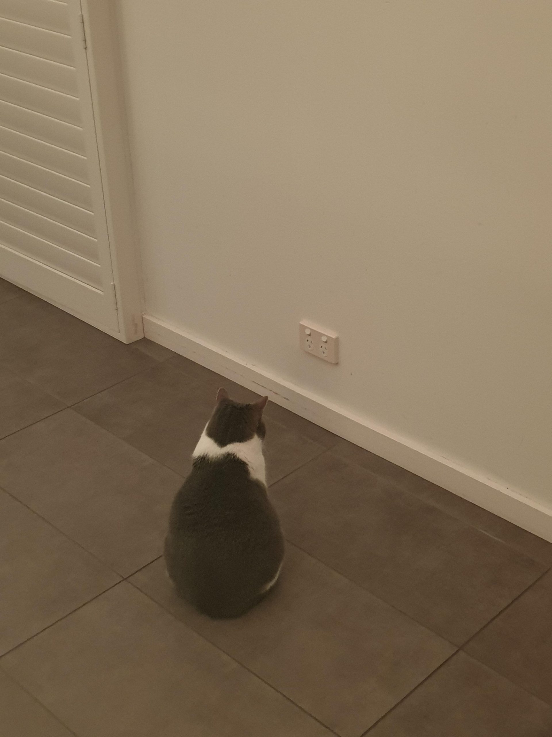 Why Is My Cat Staring At The Wall