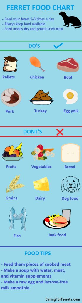 Best Food for Ferrets Chart,