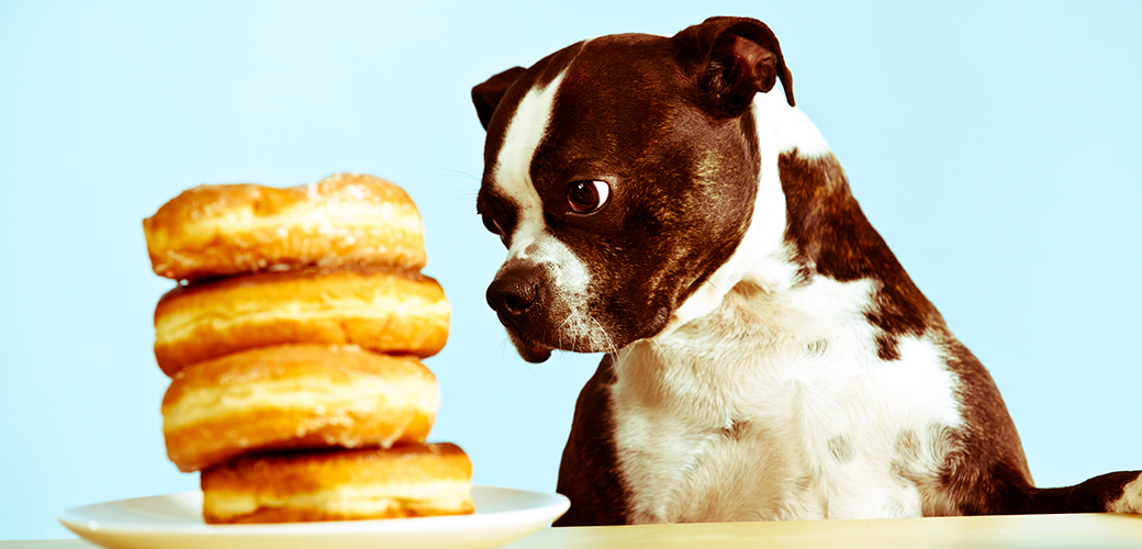 What are the Types of Food That Your Pet Animals Eat