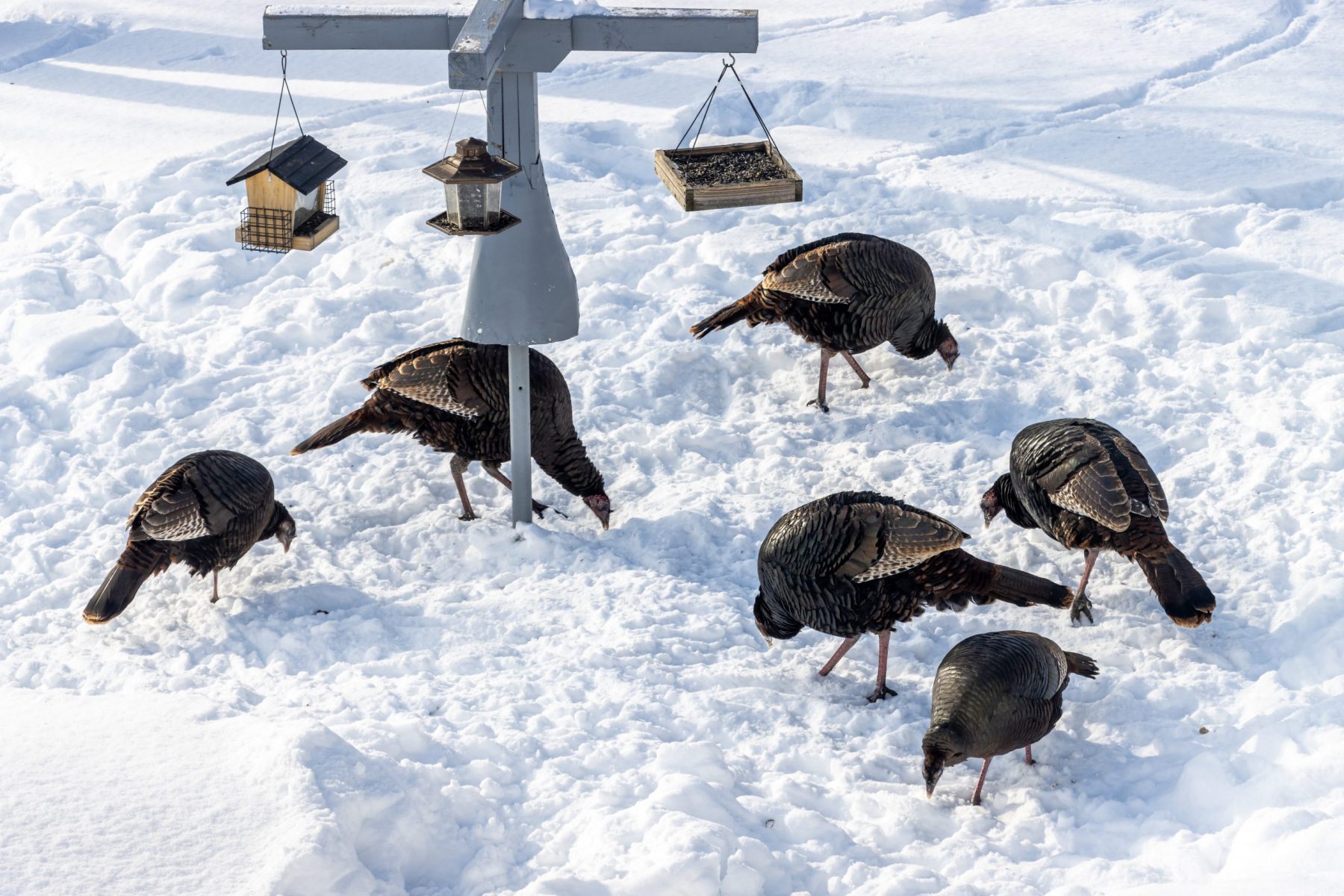 What to Feed Wild Turkeys in Winter,