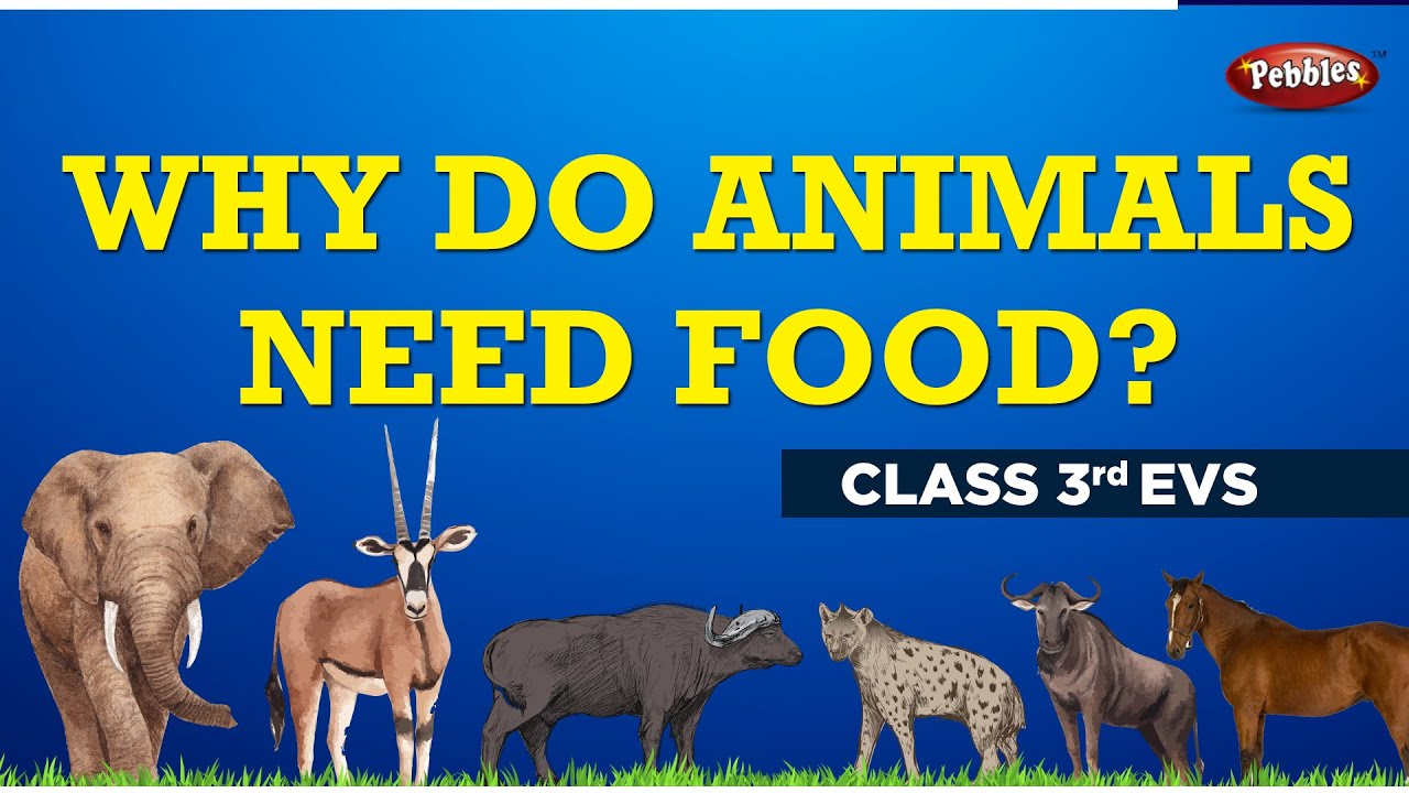 Why Do Animals Need Food How Do They Get Food – Welcome To Animal Food Zone