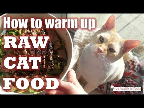 Best Way to Reheat Cat Food