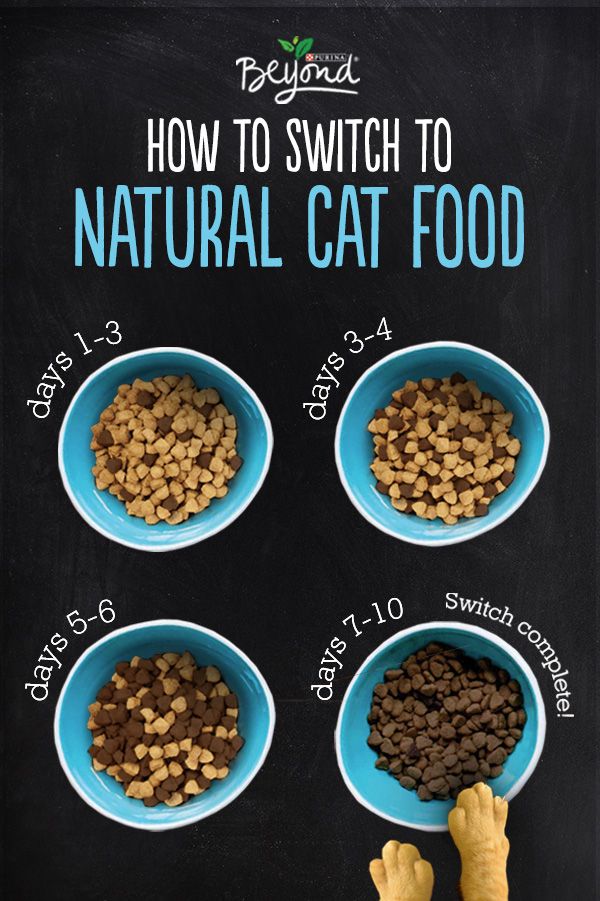 Best Way to Switch Cat Food