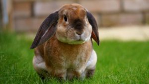 food for rabbit