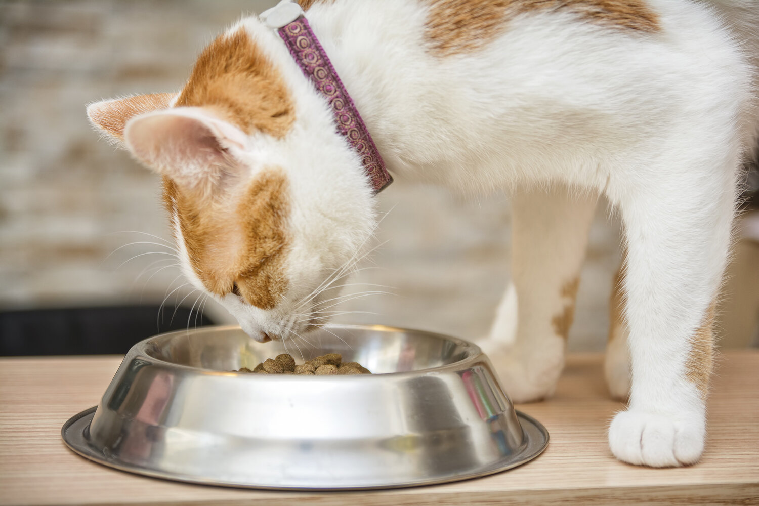 What Time is the Best Time to Feed Your Cat