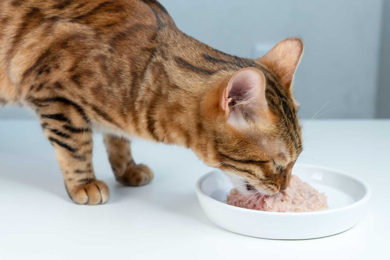 When is the Best Time to Buy Cat Food